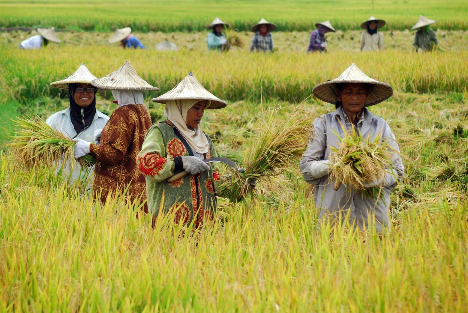 Ilustrasi para petani sedang bekerja di sawah